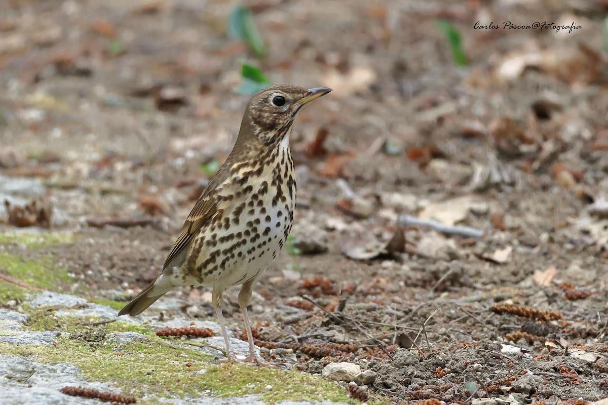 Song Thrush - Carlos Páscoa