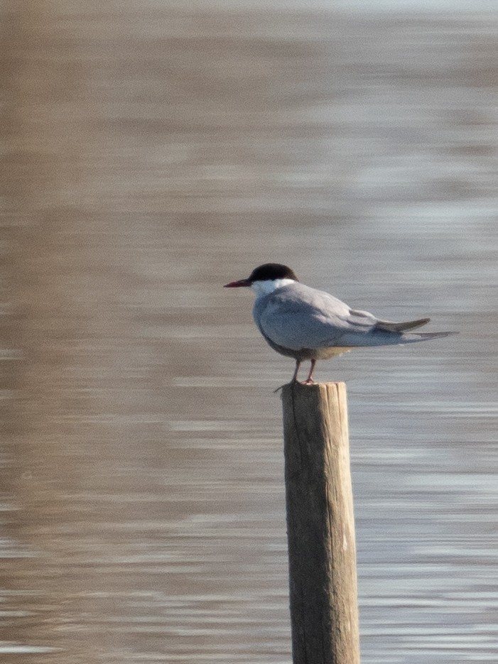 Whiskered Tern - ML557167321