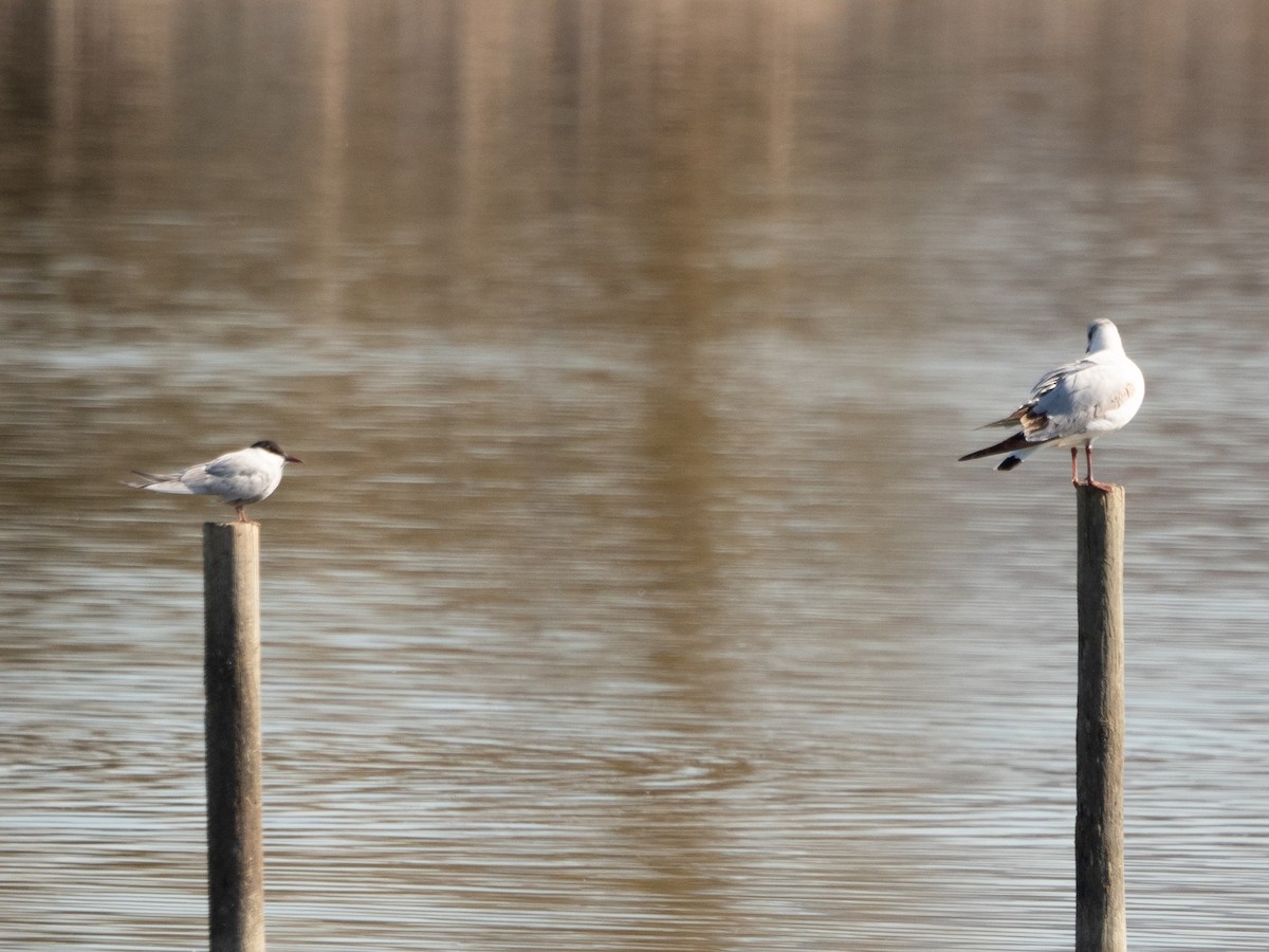 Whiskered Tern - ML557167341