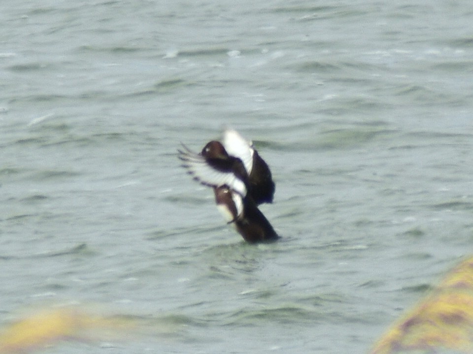 Ferruginous Duck - ML557169181