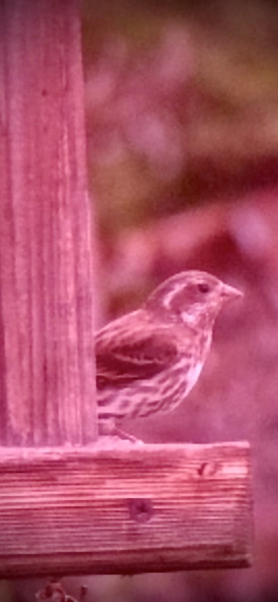 Purple Finch - ML557170491