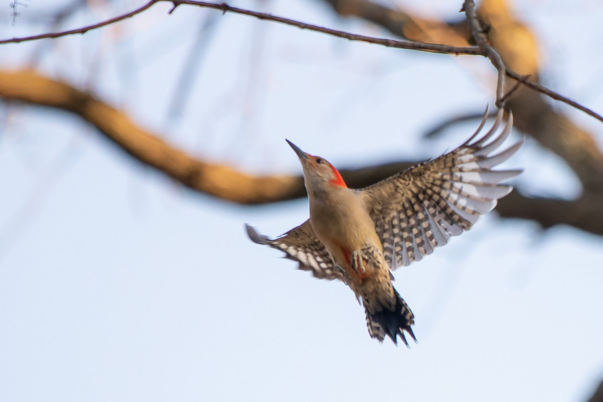 Red-bellied Woodpecker - ML557172341