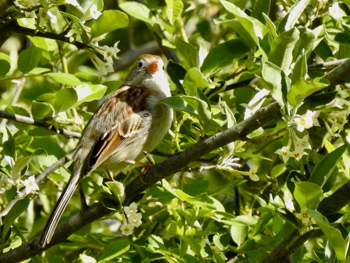 Field Sparrow - ML557172371