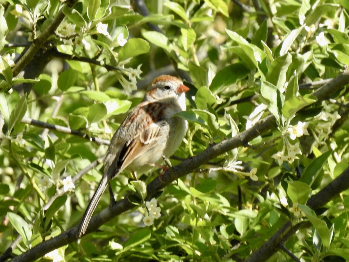 Field Sparrow - ML557172381