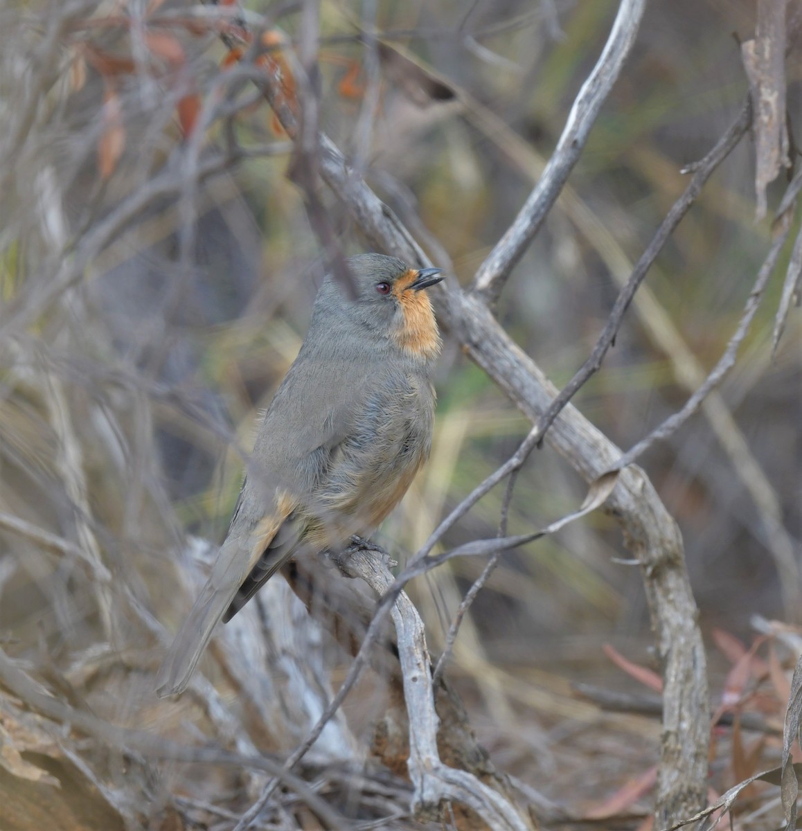 Red-lored Whistler - ML557172501