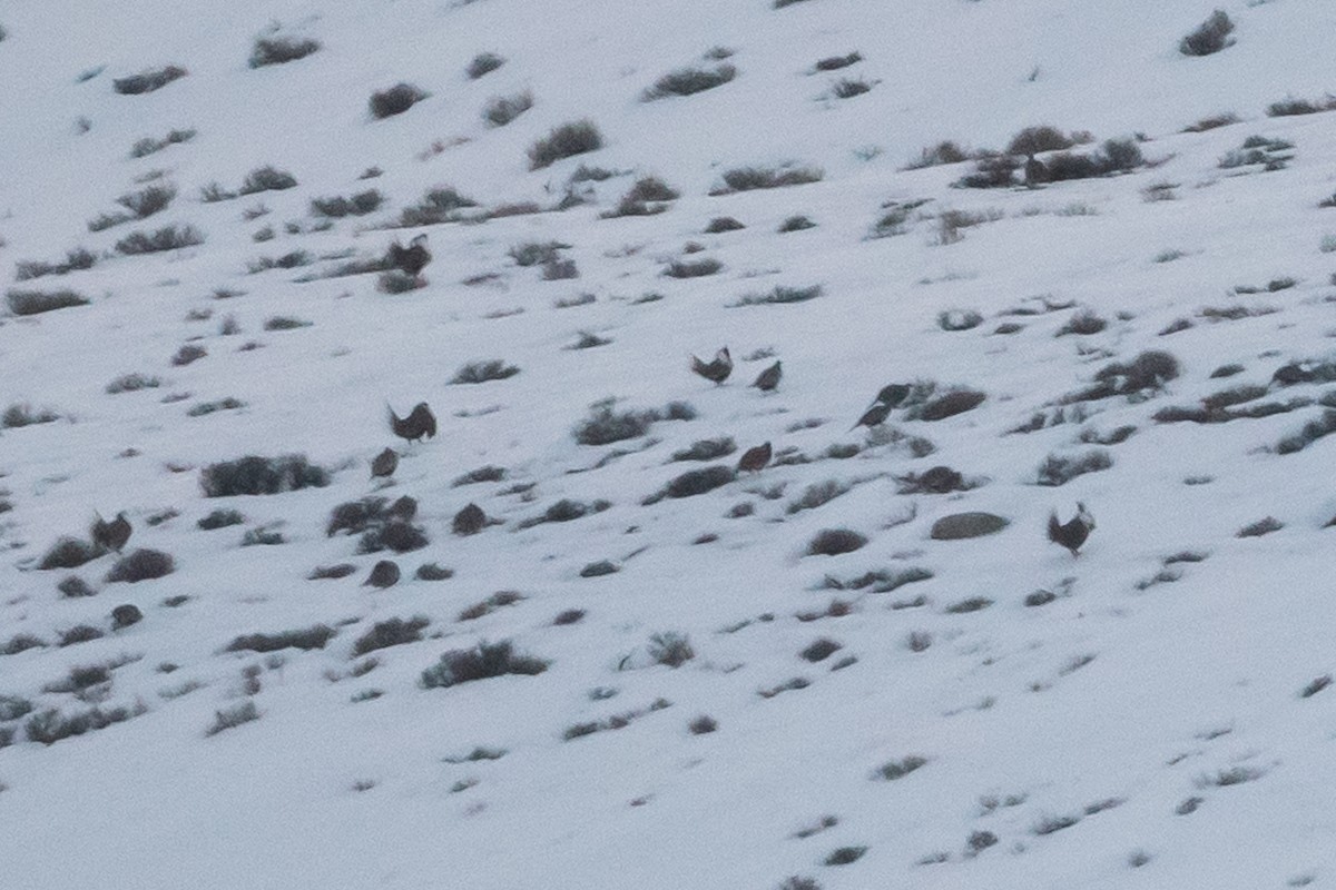 Gunnison Sage-Grouse - ML557174641