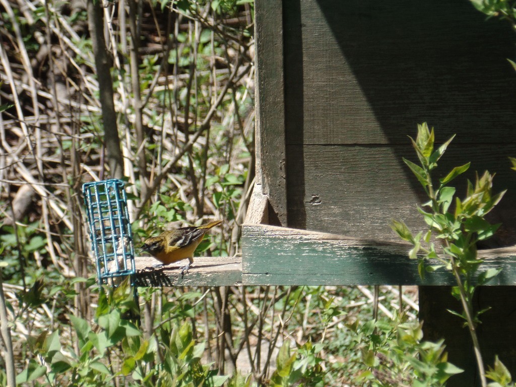 Baltimore Oriole - ML55717521