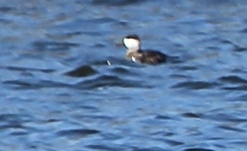 Ruddy Duck - ML557175881