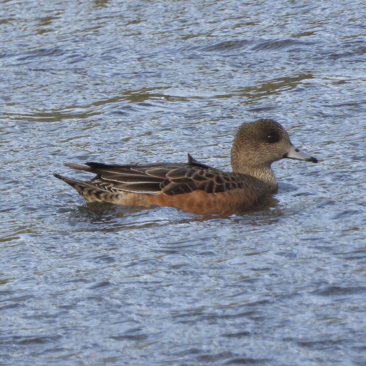 American Wigeon - Manuel Velasco Graña