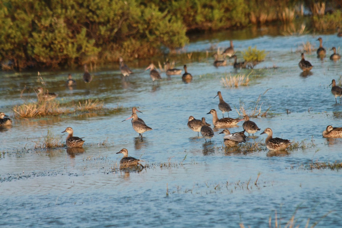 Black-tailed Godwit - Sindoopa Seneviratne