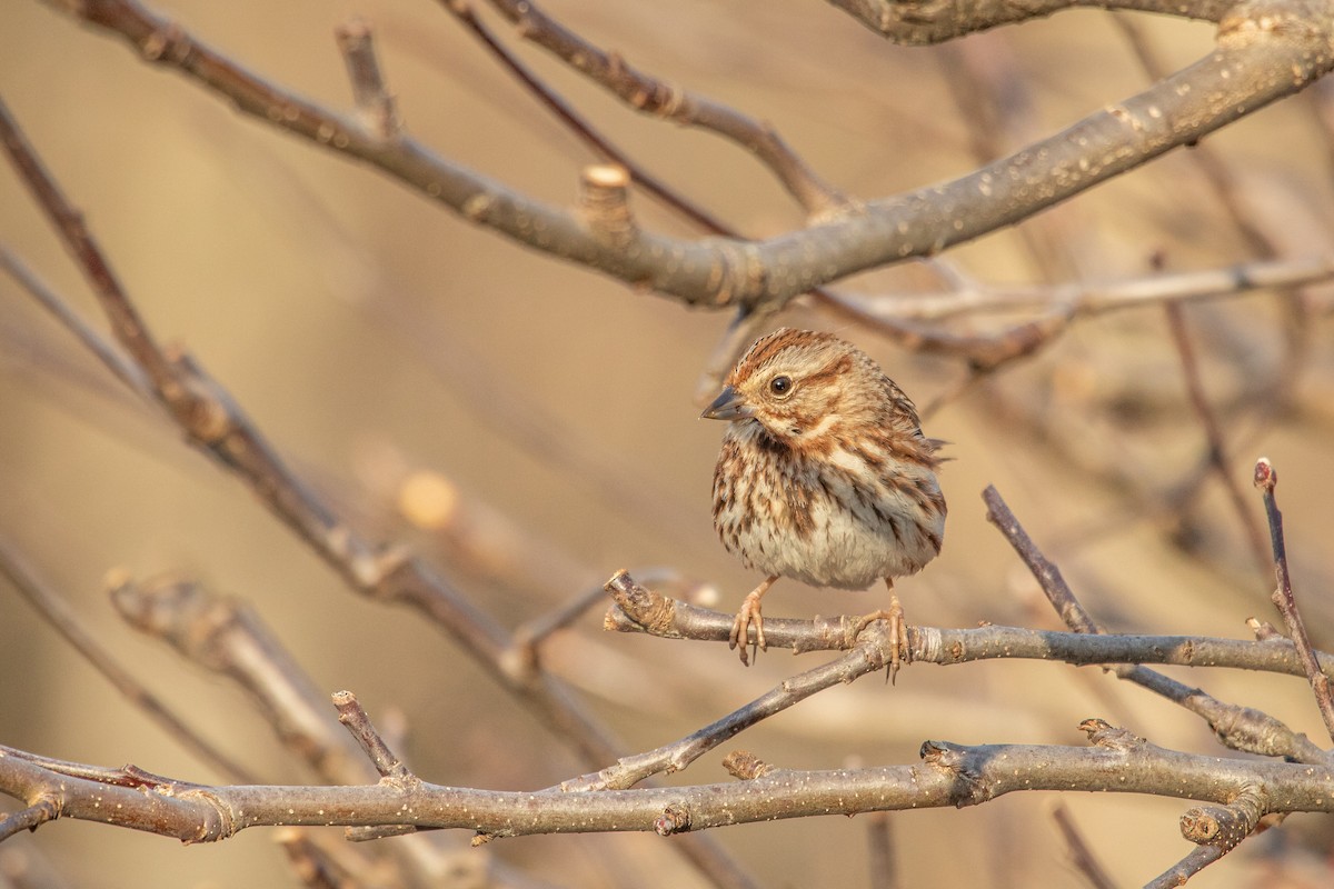 Song Sparrow - Tobiah Gorneau