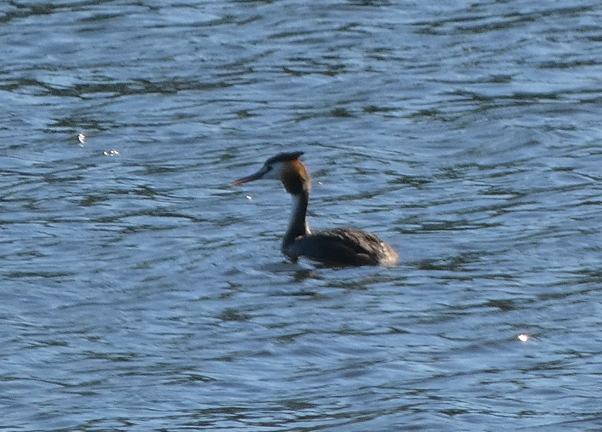 Great Crested Grebe - ML557177891