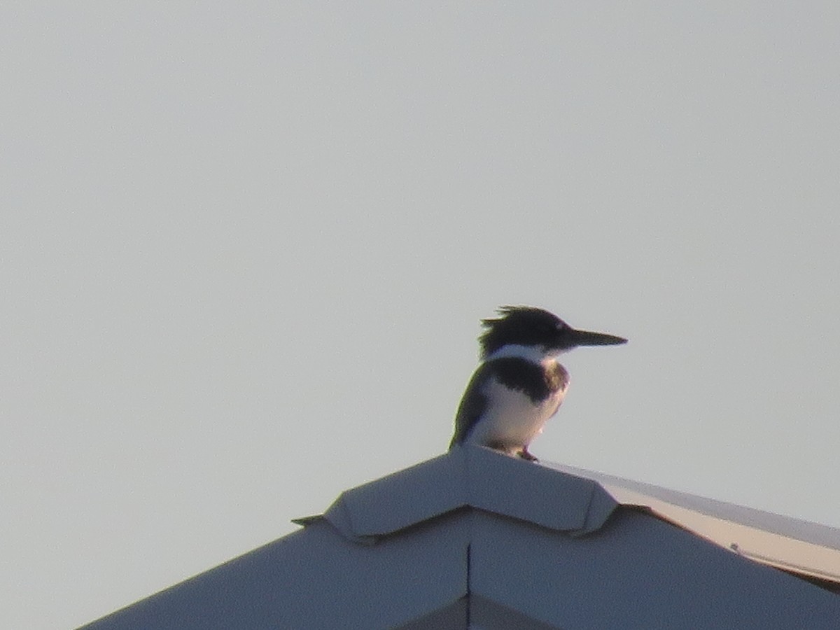 Belted Kingfisher - ML557179141