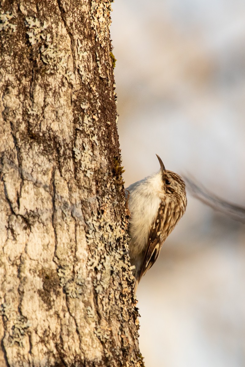 Brown Creeper - Tobiah Gorneau