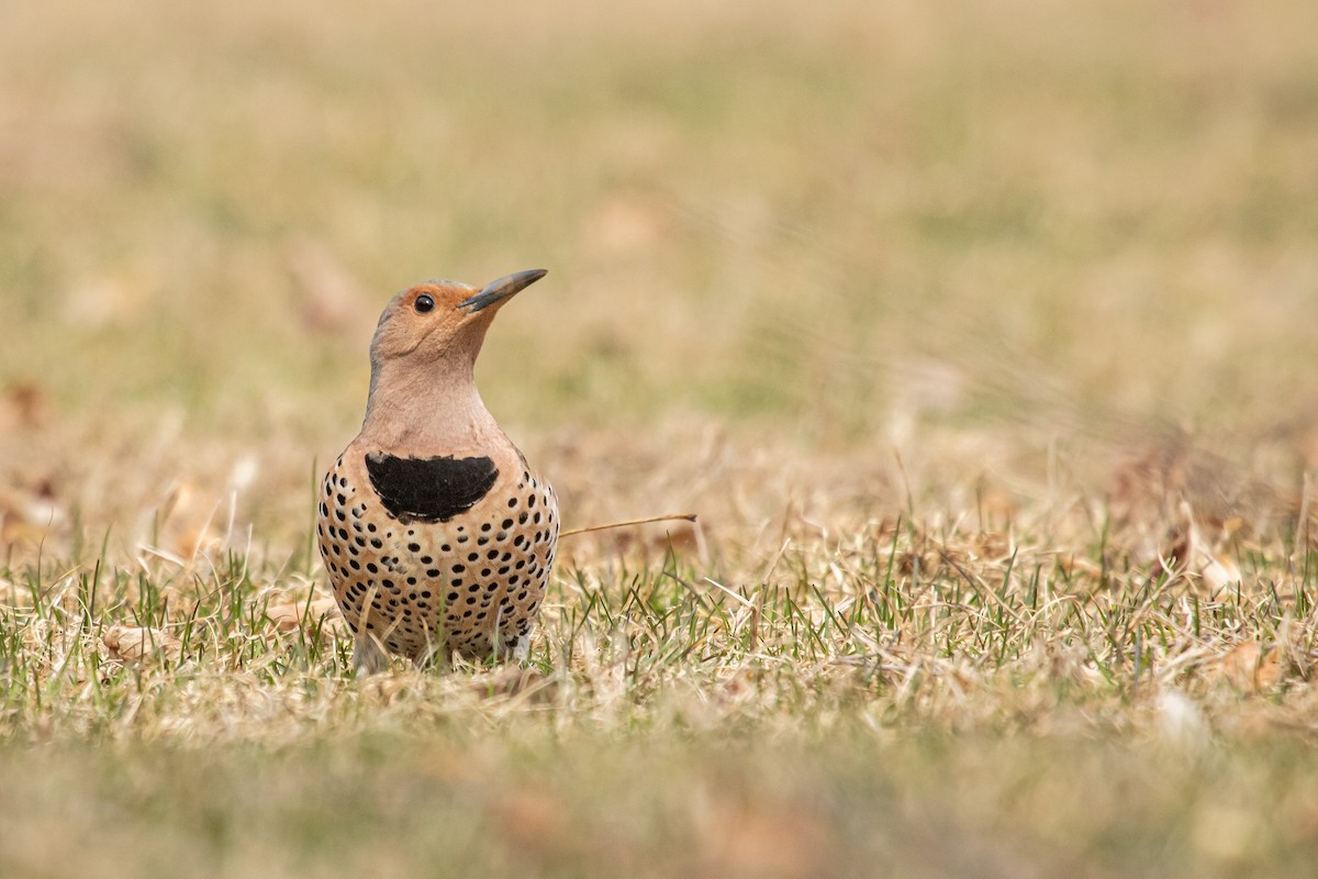 Northern Flicker - ML557179631