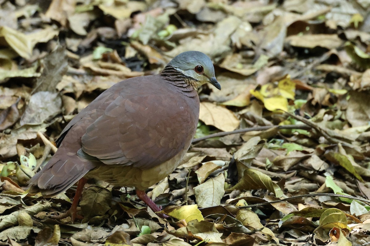 Chiriqui Quail-Dove - ML557179641