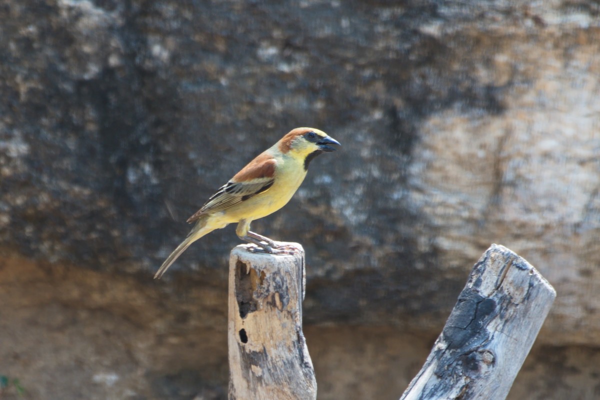 Plain-backed Sparrow - ML557180731