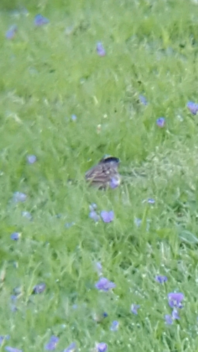 Golden-crowned Sparrow - ML55718101