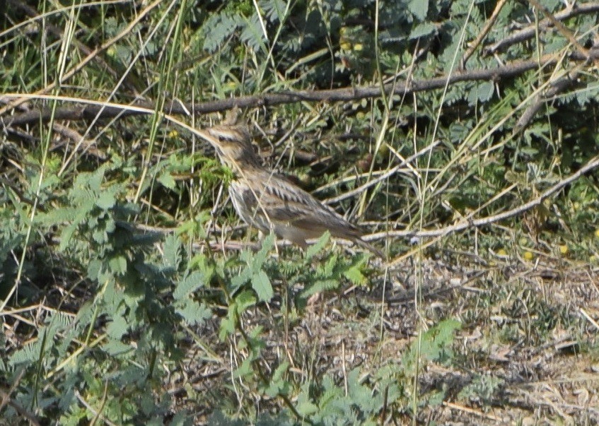 Crested Lark - John Bruin