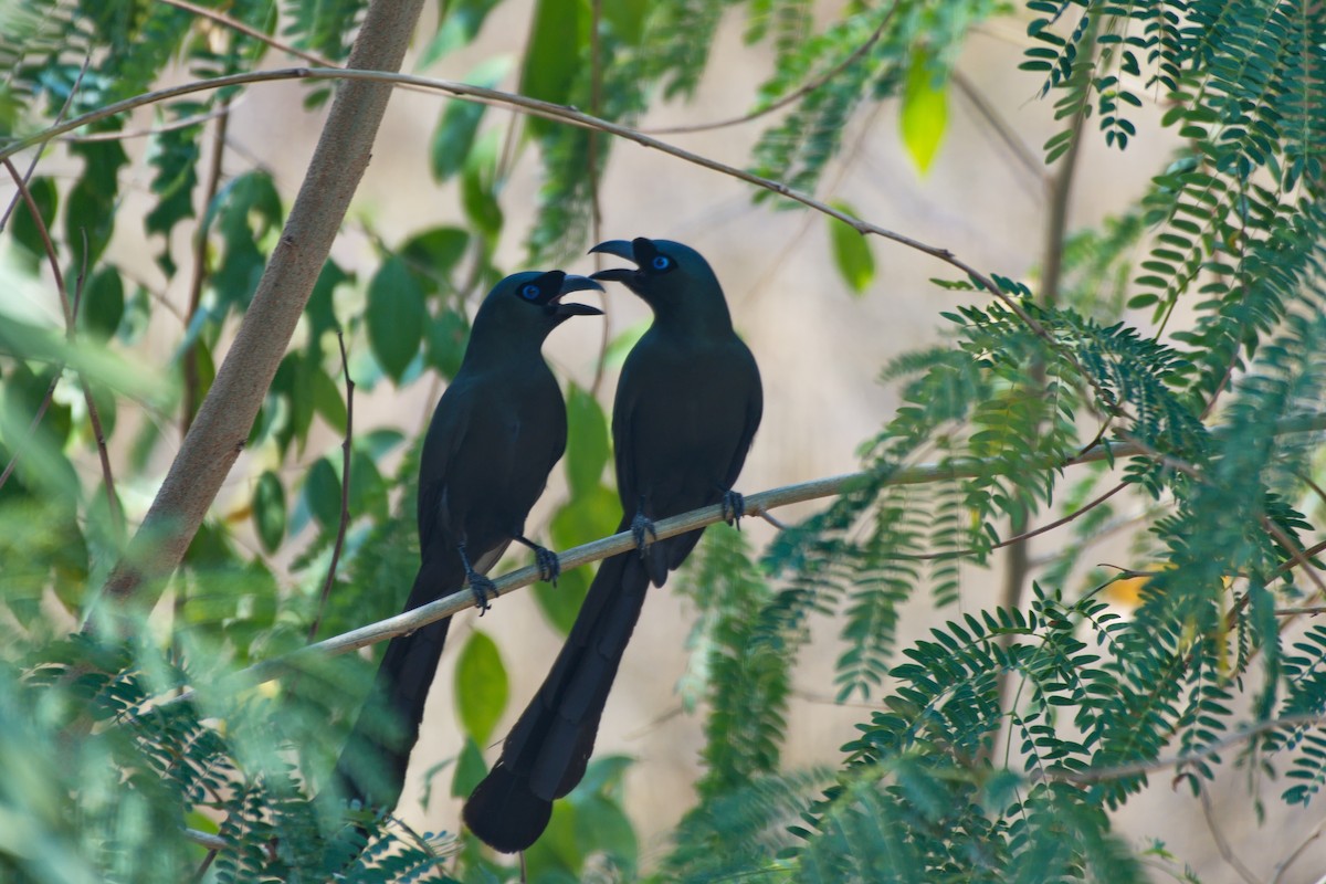 Racket-tailed Treepie - ML557181151