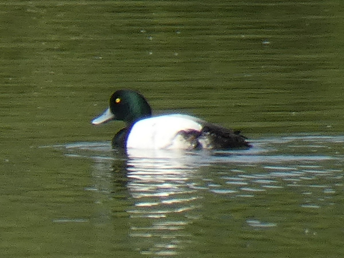 Greater Scaup - ML557181941