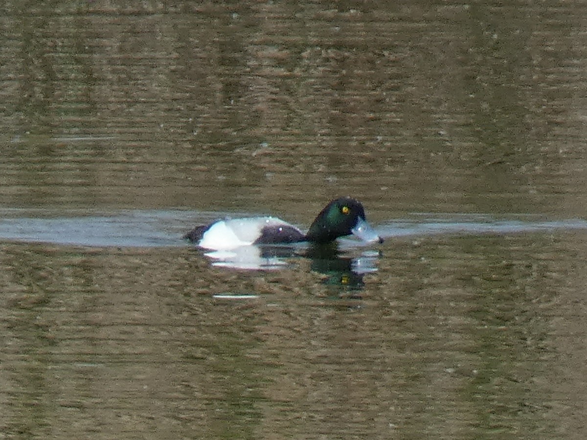 Greater Scaup - ML557181951