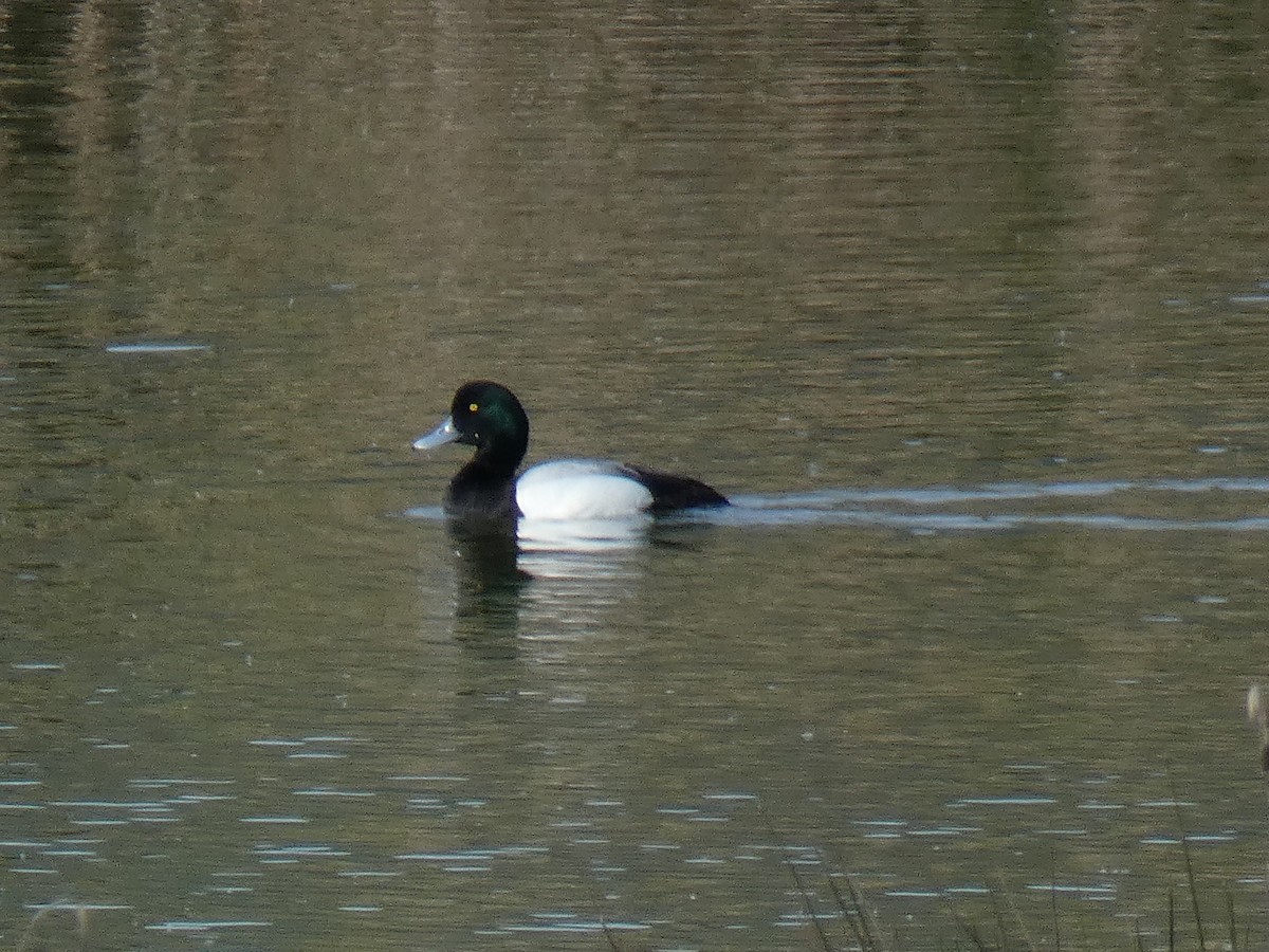 Greater Scaup - ML557181961