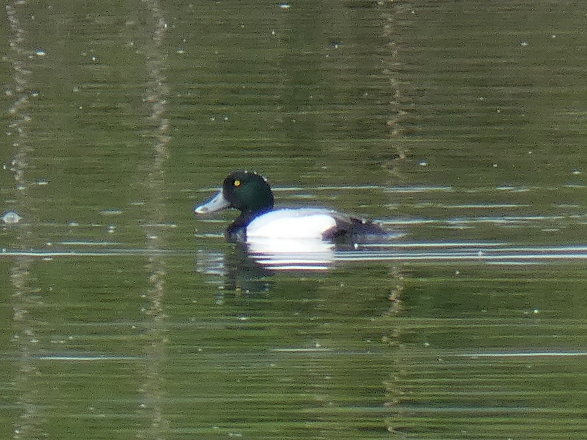 Greater Scaup - ML557181971