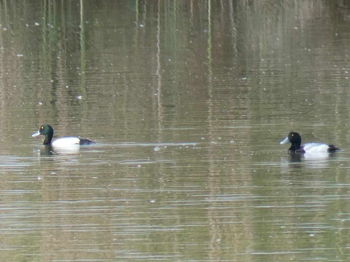 Greater Scaup - ML557181991