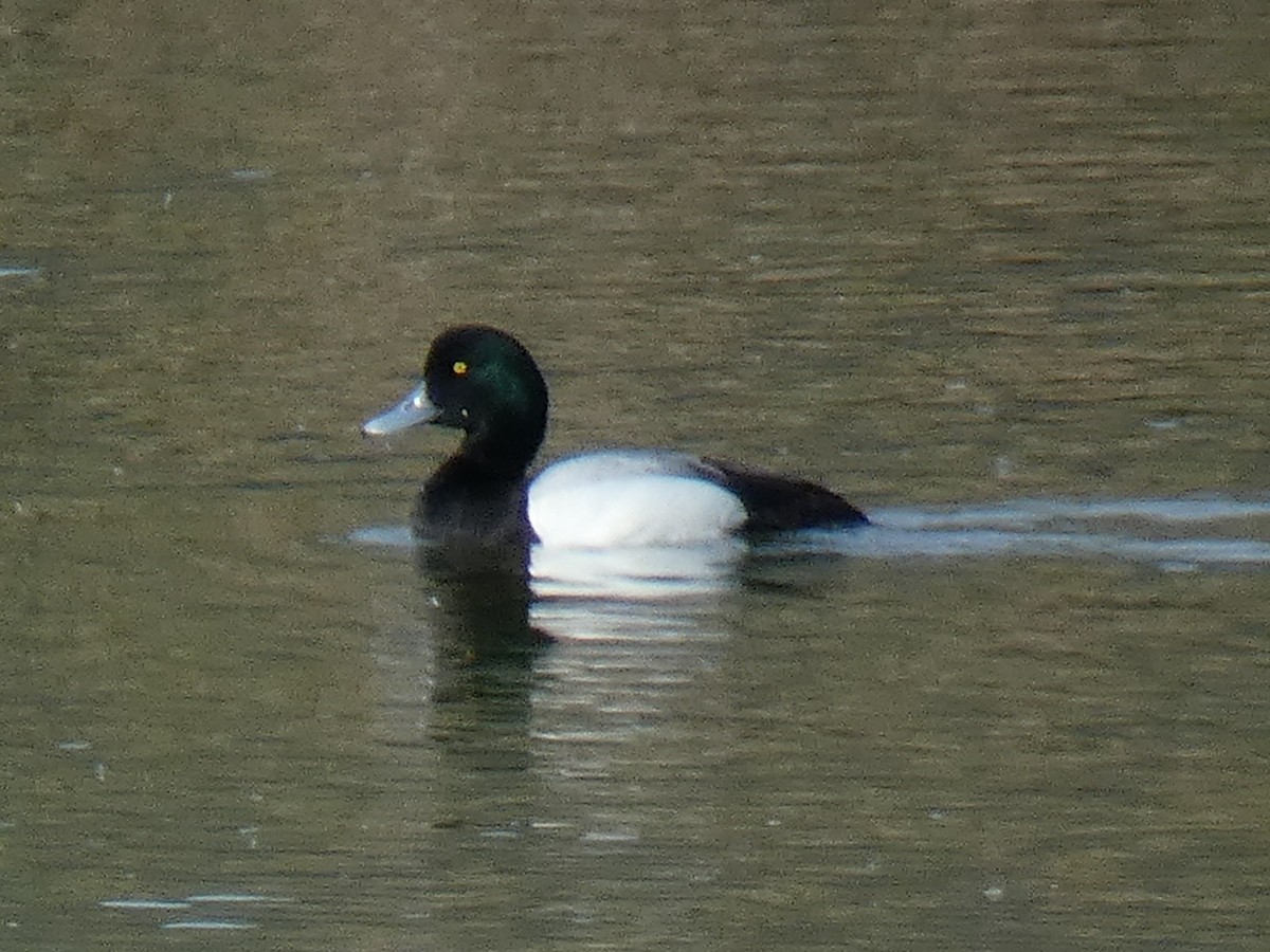 Greater Scaup - ML557182131