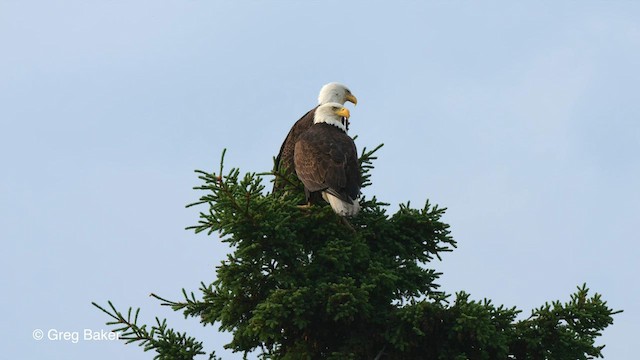 Bald Eagle - ML557182291