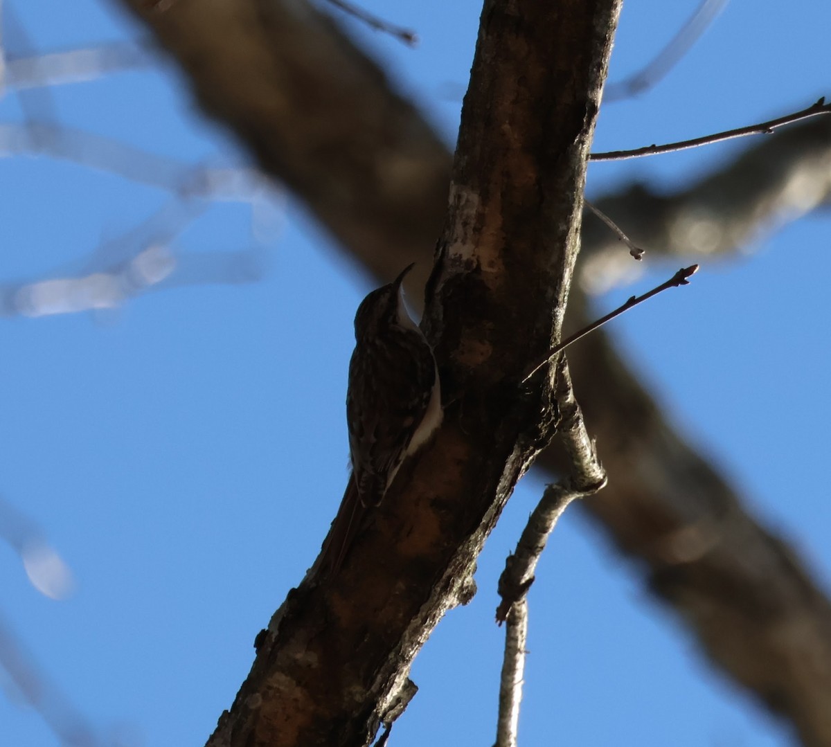 Brown Creeper - ML557182851