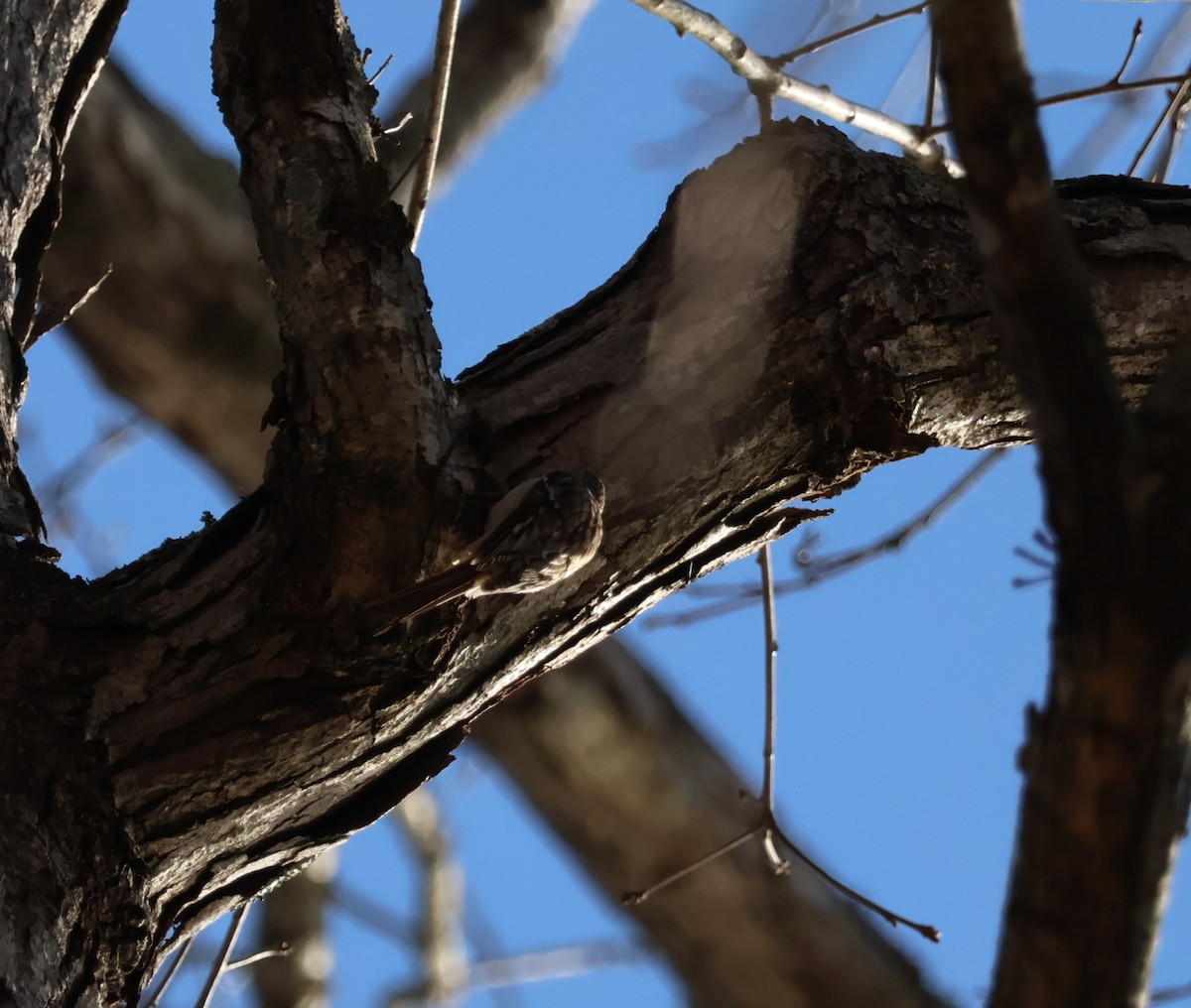 Brown Creeper - ML557182861