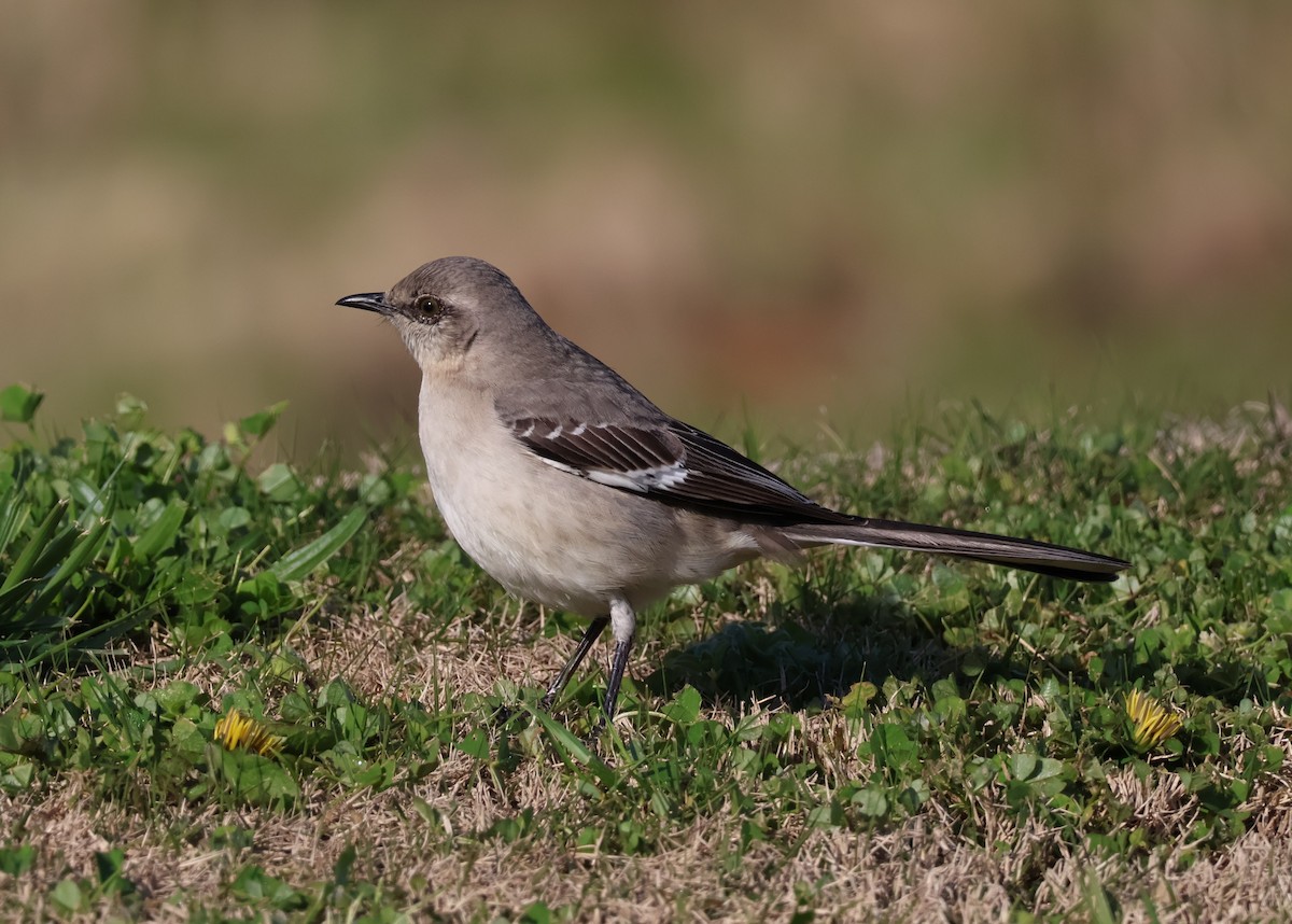 Northern Mockingbird - ML557182991