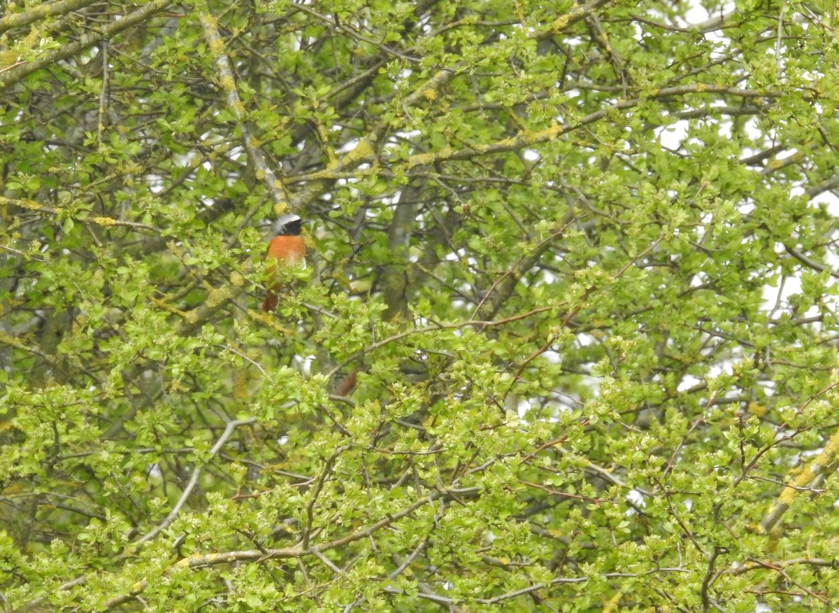 Common Redstart - ML557183091
