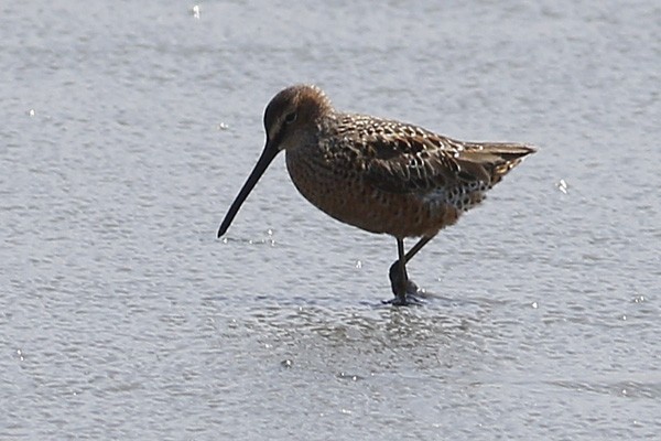 Long-billed Dowitcher - ML55718331