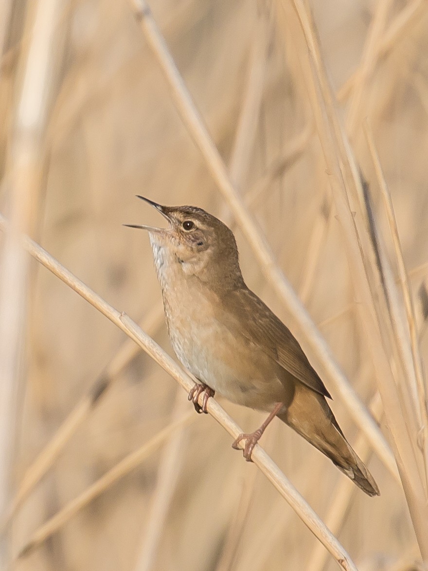 Savi's Warbler - ML557183411