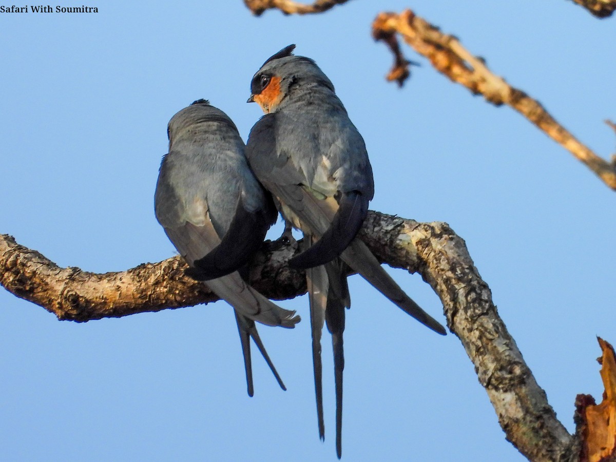 Crested Treeswift - ML557184041