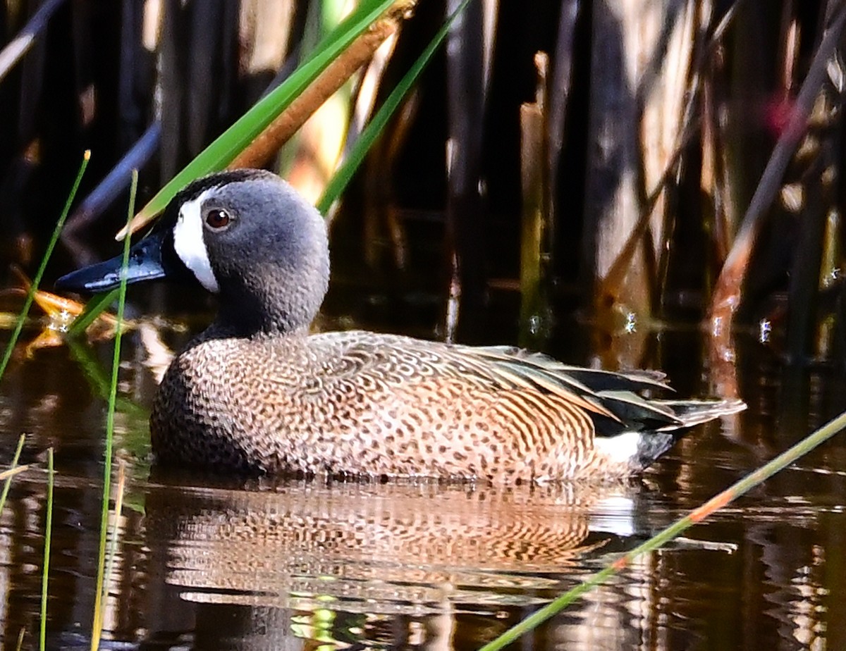 Blue-winged Teal - ML557184291