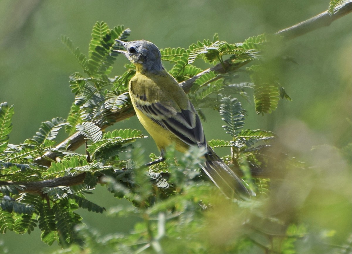 Western Yellow Wagtail - John Bruin