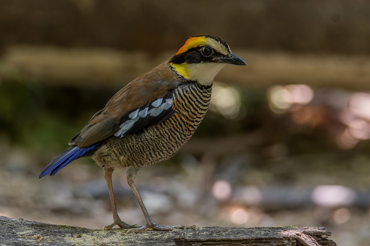 Malayan Banded-Pitta - Wich’yanan Limparungpatthanakij