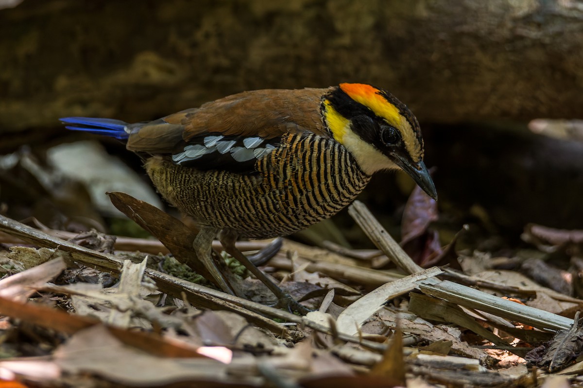 Malayan Banded-Pitta - ML557184631