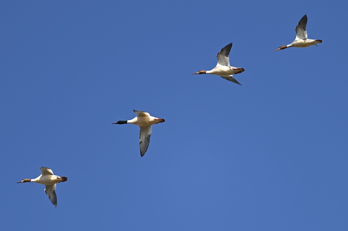 Common Merganser - julie desrosiers