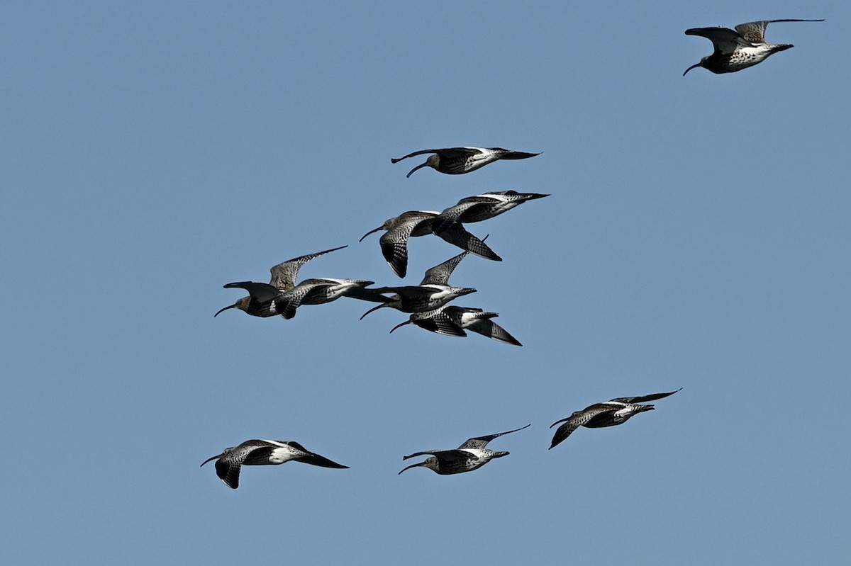 Eurasian Curlew - ML557185281