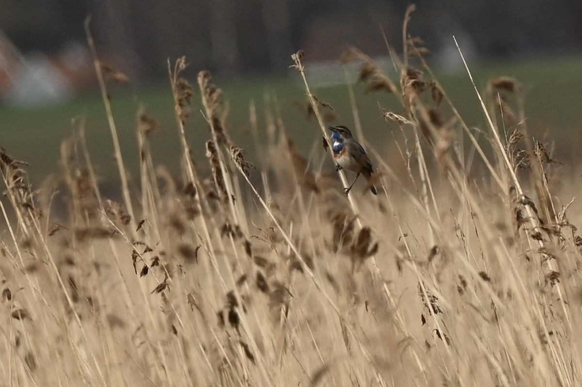 Bluethroat - julie desrosiers