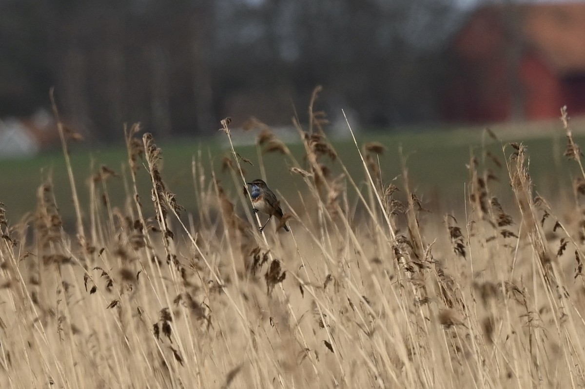 Bluethroat - ML557185371