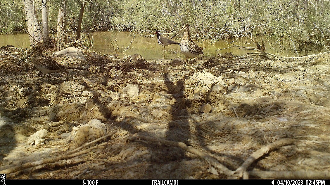 Common Snipe - ML557187591