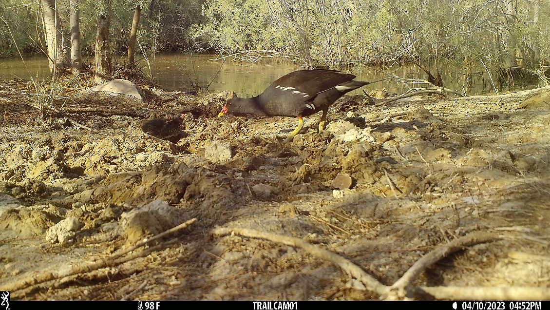 Eurasian Moorhen - Peter Arras