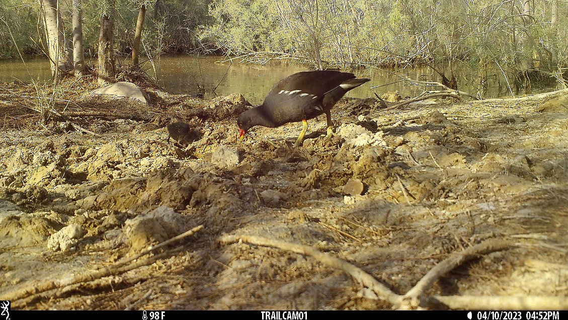 Eurasian Moorhen - ML557188431