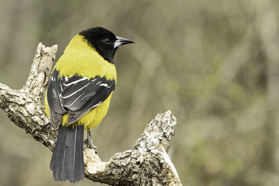 Audubon's Oriole - ML557189241